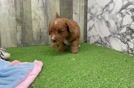 Meet Freya - our Mini Goldendoodle Puppy Video