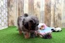 Meet Largo - our Pomeranian Puppy Video
