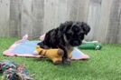 Yorkie Poo Puppy for Adoption
