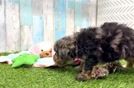 Mini Bernedoodle Pup Being Cute
