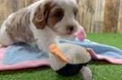 Cavapoo Pup Being Cute