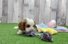 Cavalier King Charles Spaniel Puppy for Adoption