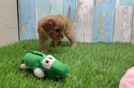 Akc Registered Cavalier King Charles Spaniel Baby