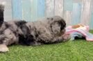 Meet Lady - our Mini Bernedoodle Puppy Video