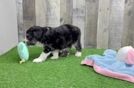Small Mini Aussiedoodle Baby