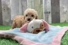 Maltipoo Puppy for Adoption