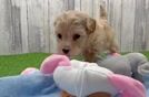 Best Maltipoo Baby