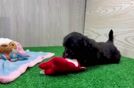 Yorkie Poo Pup Being Cute