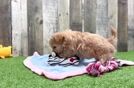 Best Maltipoo Baby