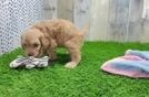 Cockapoo Pup Being Cute