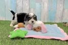 Happy Cavachon Baby