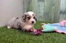 Best Mini Aussiedoodle Baby