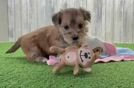 Funny Morkie Designer Pup