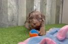 Cavapoo Puppy for Adoption