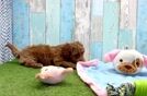 Best Cavapoo Baby