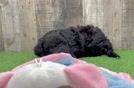 Adorable Sheepdogpoo Poodle Mix Puppy