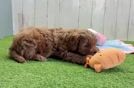 Meet Pocahontas - our Cavapoo Puppy Video