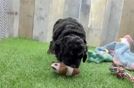 Cockapoo Puppy for Adoption