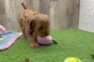 Cavapoo Pup Being Cute