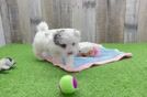 Petite Maltipoo Poodle Mix Pup