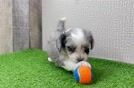 Adorable Aussie Bichon Designer Puppy