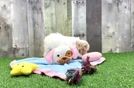 Meet Sally - our Cavachon Puppy Video