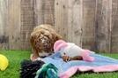 Cavapoo Pup Being Cute