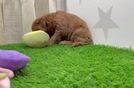 Popular Mini Goldendoodle Poodle Mix Pup