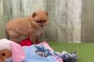 Popular Pomeranian Purebred Pup