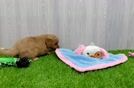 Playful Mini Groodle Poodle Mix Puppy