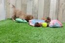 Mini Goldendoodle Pup Being Cute