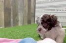 Havanese Puppy for Adoption