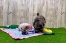 Meet Adele - our Shih Poo Puppy Video