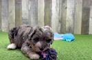 Petite Mini Bernedoodle Poodle Mix Pup