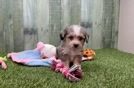Adorable Aussie Bichon Designer Puppy