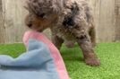 Mini Goldendoodle Puppy for Adoption