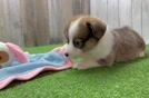 Playful Pembroke Welsh Corgi Purebred Pup