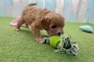 Meet Kona - our Cavapoo Puppy Video
