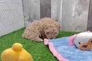 Energetic Moodle Poodle Mix Puppy