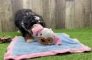Smart Mini Bernedoodle Poodle Mix Pup