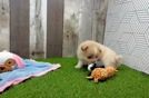 Meet Trinity - our Pomeranian Puppy Video
