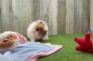 Pomeranian Puppy for Adoption