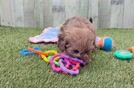 Meet Marcy - our Shih Poo Puppy Video