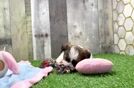 Best Teddy Bear Baby