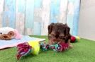 Yorkie Poo Puppy for Adoption