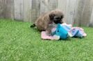 Maltipoo Puppy for Adoption