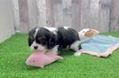 Popular Cavalier King Charles Spaniel Purebred Pup