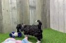 Playful Havanese Purebred Pup