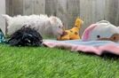 Playful Maltidoodle Poodle Mix Puppy