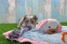 Yorkie Poo Puppy for Adoption